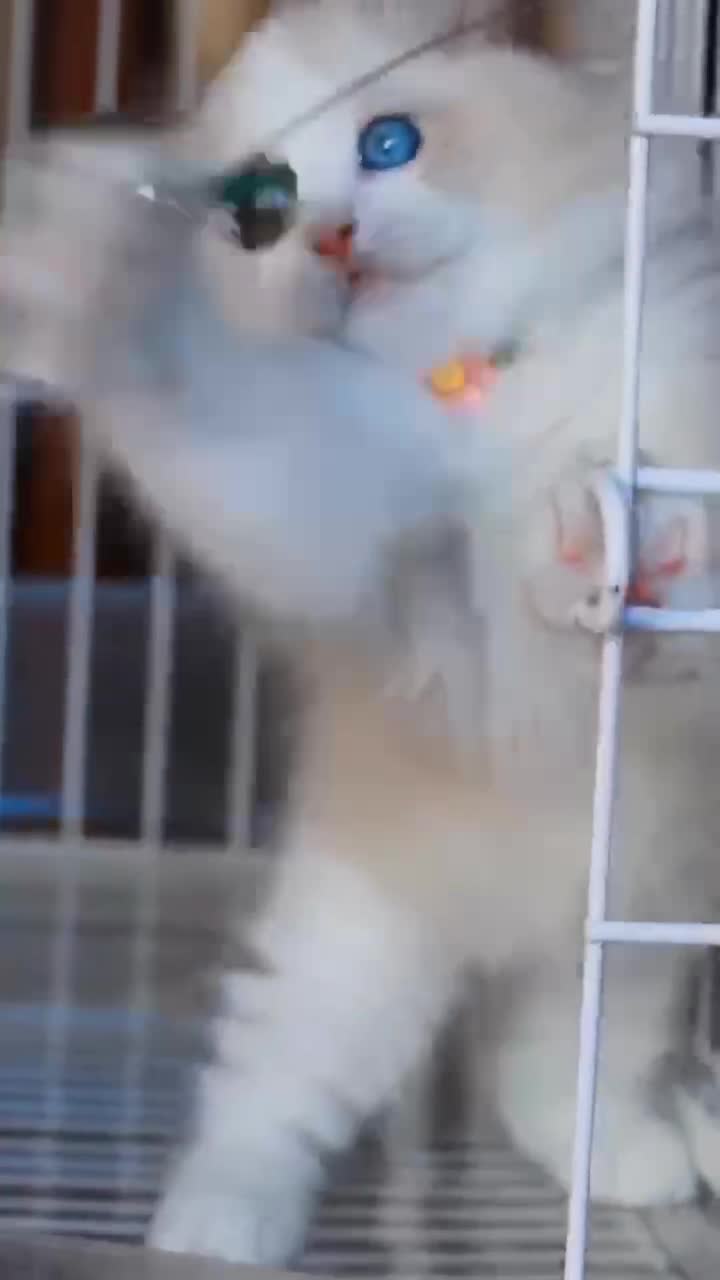 爆毛蓝眼睛满背满耳布偶猫12月17日出生宠物级4公4母