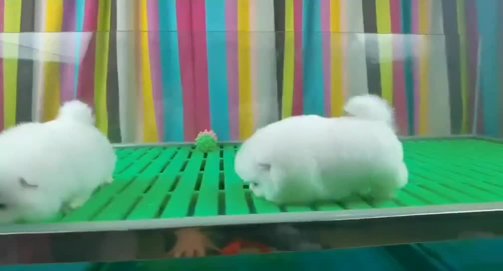 全天營業(yè)，高品質博美幼犬送疫苗本，不純十倍賠償 