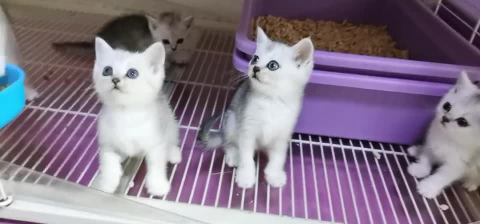 本地猫舍出售宠物猫咪，金渐层，蓝猫，蓝白，渐层，美短，矮脚