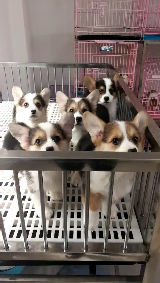 純種柯基實(shí)體犬舍、三針疫苗完畢、隨時(shí)看狗免費送貨