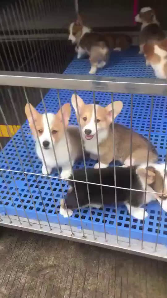 本犬舍出售自家繁育精品柯基犬血统纯包健康可签协议
