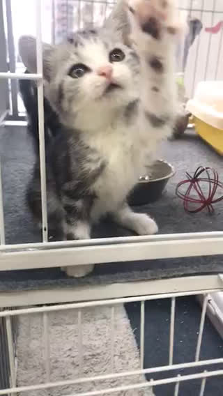 家養(yǎng)美短加白起司貓