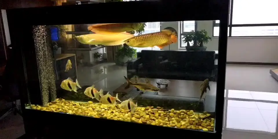 杭州鱼尔水族馆，专业鱼缸清洗，鱼缸维护，定做鱼缸