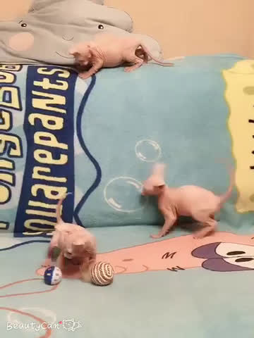 BIRUSU SAMA貓舍！司芬克斯無(wú)毛貓！