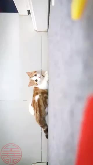 自家繁育稀有金加白色 銀點(diǎn)色矮腳寶寶特惠隨時(shí)可看貓