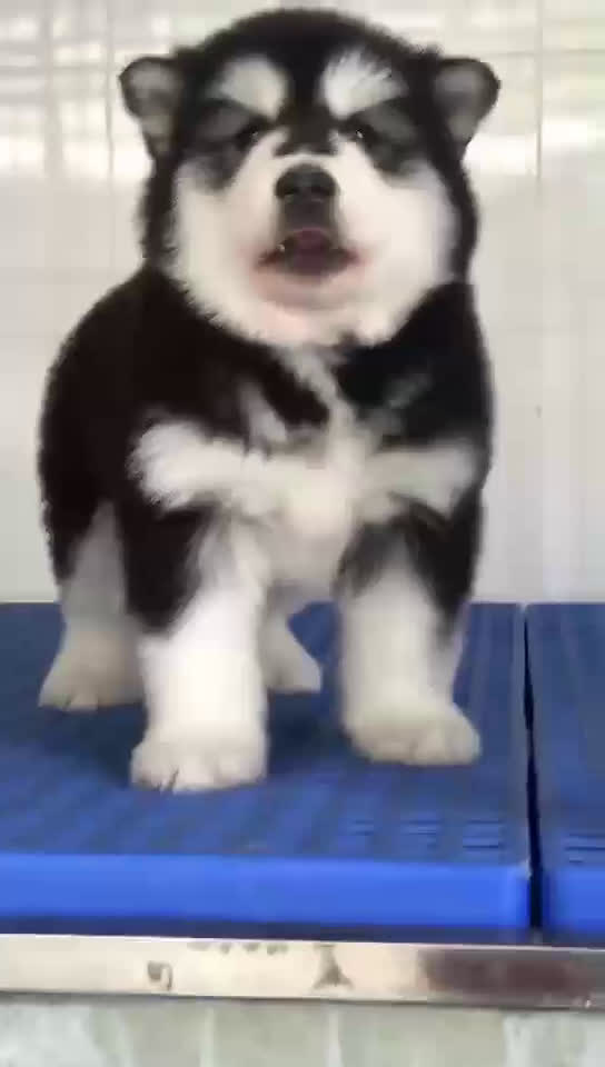 阿拉斯加雪橇犬幼犬 纯血统巨型 公母全有的阿拉斯加