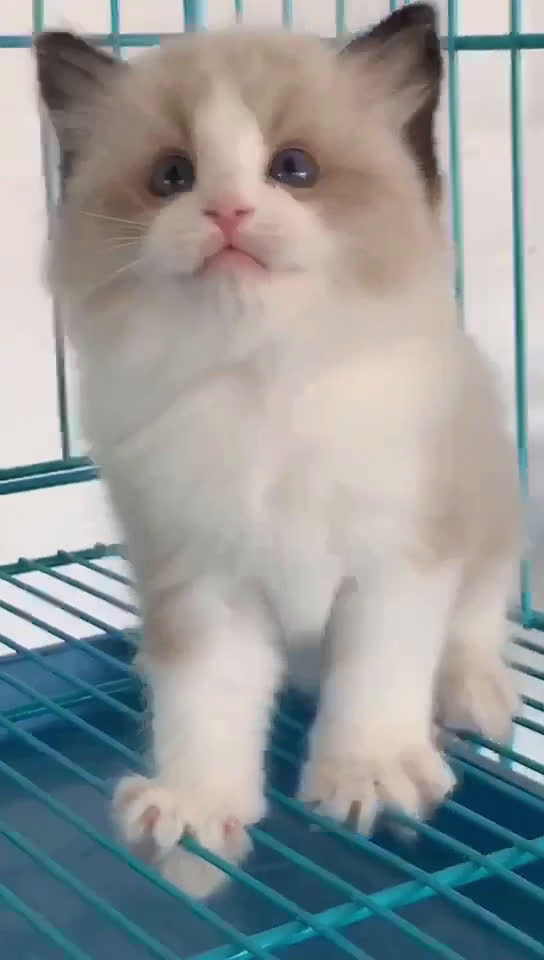 成都猫舍直销，高品质幼猫，品质保证，签署协议可送货