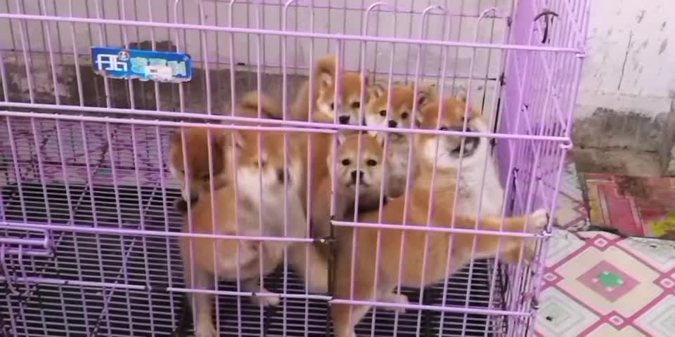 北京實體柴犬舍出售純種柴犬幼犬 全天24小時營業(yè)