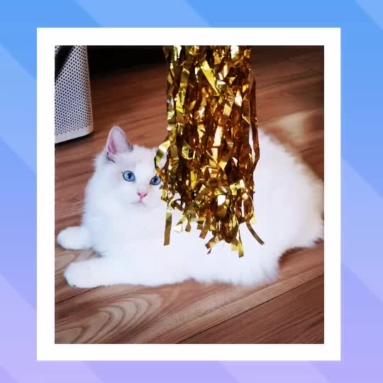 长春本地自家德文猫（均为纯种无天价猫）