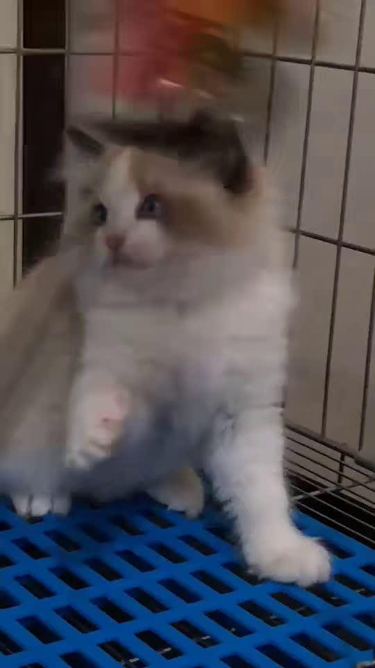 特惠出售自家繁育纯种健康长毛猫海双蓝双海豹幼猫活体