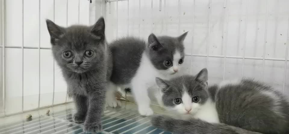 本地猫舍出售宠物猫咪，金渐层，蓝猫，蓝白，渐层，美短，矮脚