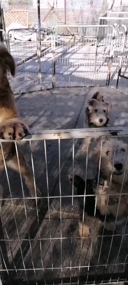 純種梗犬2窩可選梗幼犬不掉毛中型犬可發(fā)可送，便宜賣3000