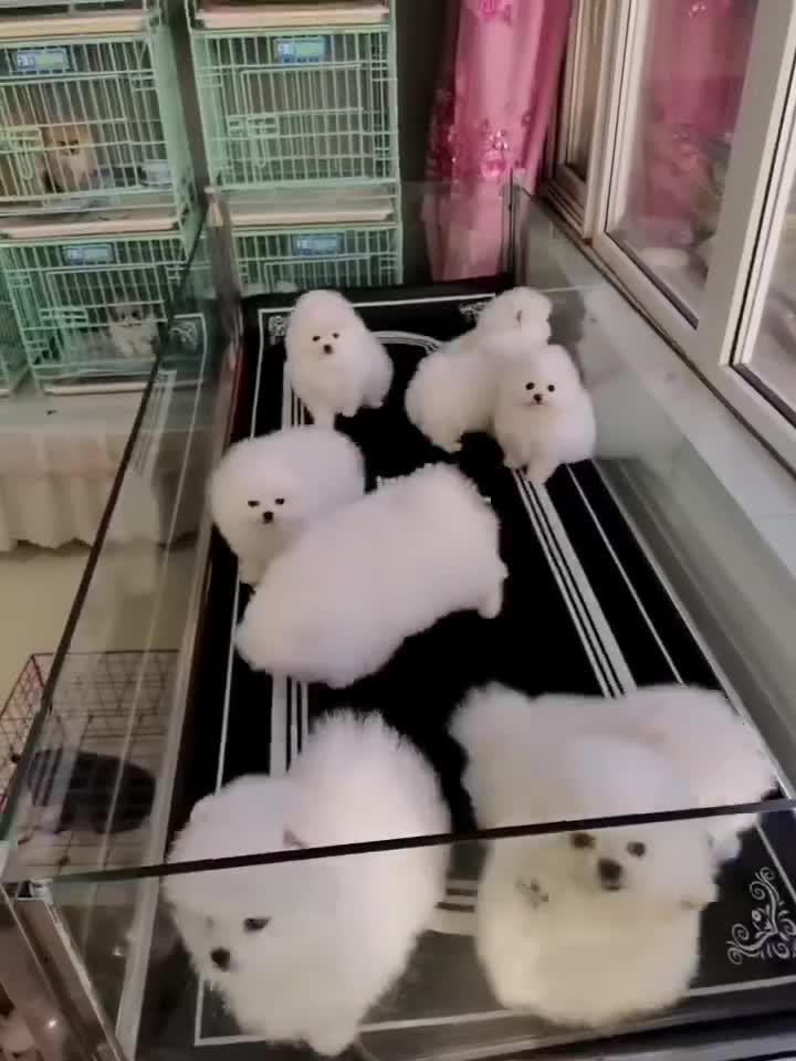 精品博美 多只可選 保健康 有種公配種京津冀可送貨