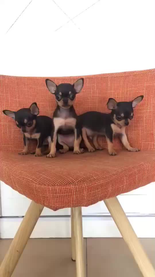 全程實(shí)物拍攝吉娃娃——全天營(yíng)業(yè)視頻看狗——種公借配