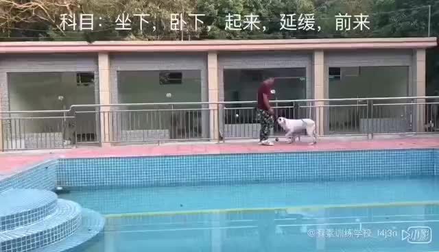 广州海珠区中大宠物训练基地 狗狗训犬学校 可接送