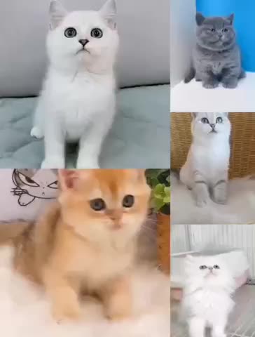 亳州本地猫舍出售高品质幼猫包健康活