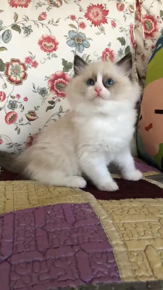 高品质布偶蓝双，海双，山猫纹DDMM都有，品相超