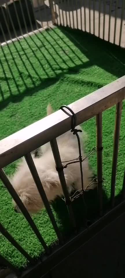 純種健康西高地白梗犬小型犬不掉毛3窩可選擇可發(fā)貨