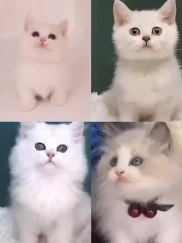 苏州本地出售高品质猫咪包建康包纯种