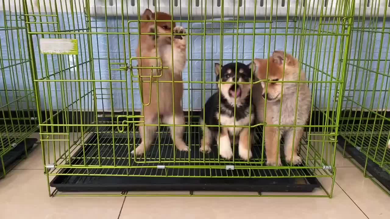 買柴犬多窩挑選 全天營業(yè)送狗上門 另有種公可外配