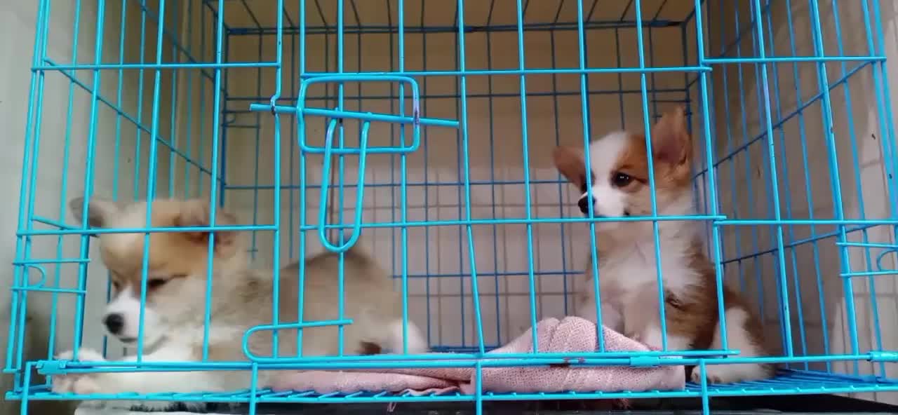 正规犬舍繁殖柯基犬健康保障签协议活支持全国发货柯基宠物狗