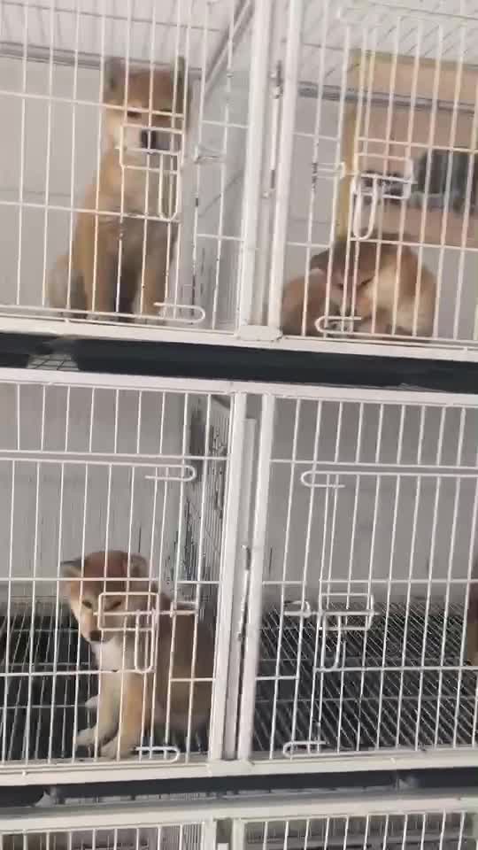 買(mǎi)柴犬疫苗齊全、免費送狗到家、質(zhì)保簽協(xié)議、種公借配