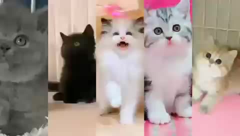 文山本地猫舍出售健康活泼幼猫，签协议可送货包纯种