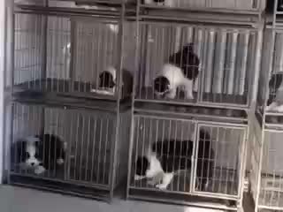北京實體邊境犬舍出售純種邊境犬 全天24小時營業(yè)