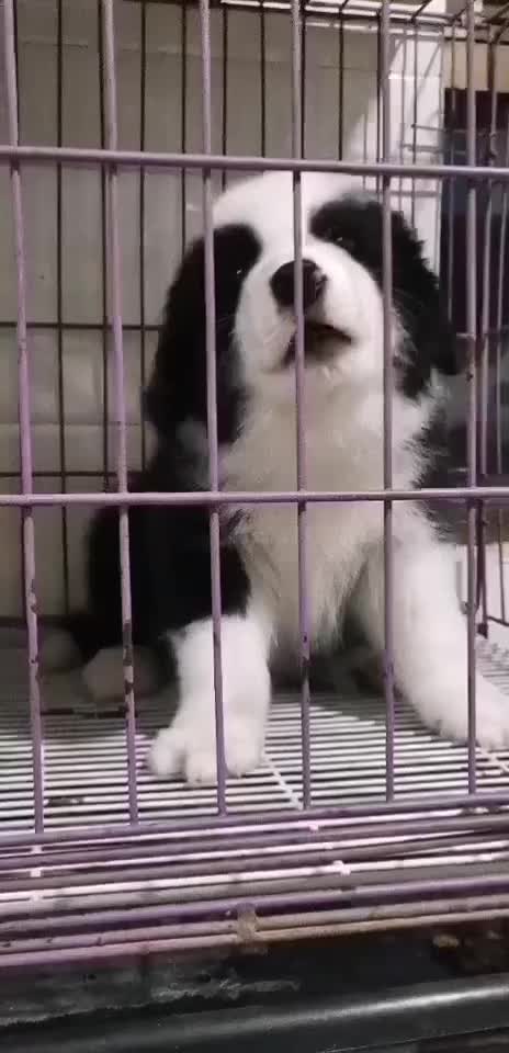 專業(yè)繁育高品質(zhì)邊境牧羊犬 七白到位 可送上門挑選