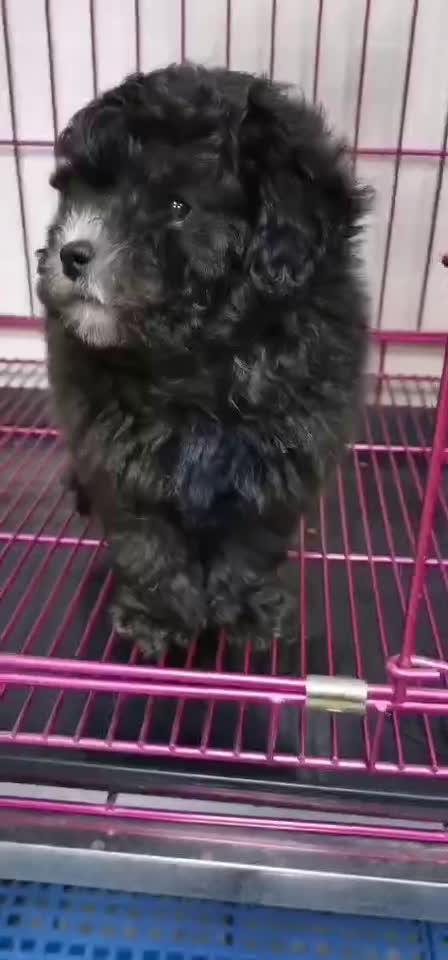 本犬舍出售自家繁育精品泰迪熊血统纯包健康可签协议