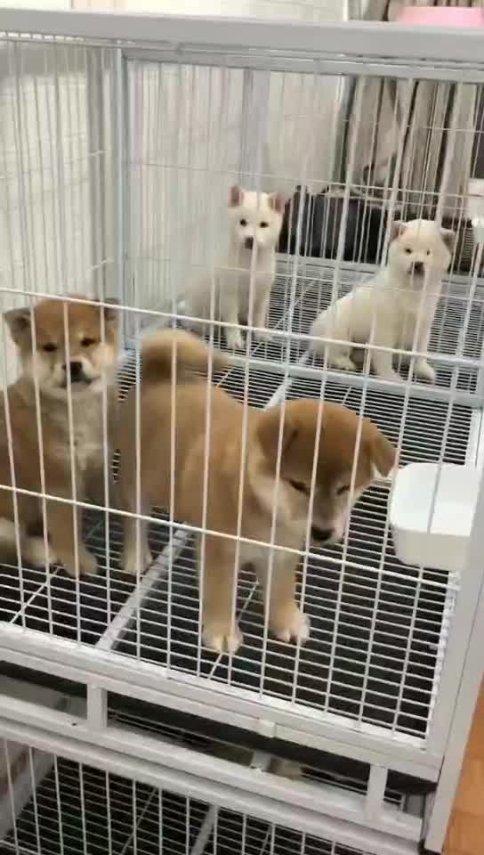 北京實(shí)體柴犬狗場(chǎng)【純種健康保終身】疫苗驅(qū)蟲(chóng)已做齊