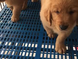 自家犬舍繁殖純種金毛犬、多只挑選、質(zhì)保三個(gè)月