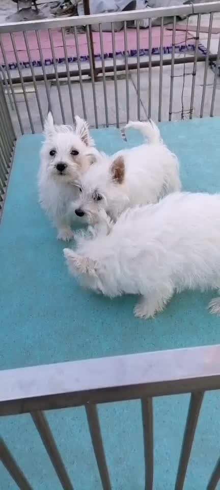 現(xiàn)有賣西高地白梗西高地犬小型犬不掉毛自家繁育