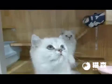 「猫森猫舍」国际CFA认证，猫品种齐，实体专业繁育