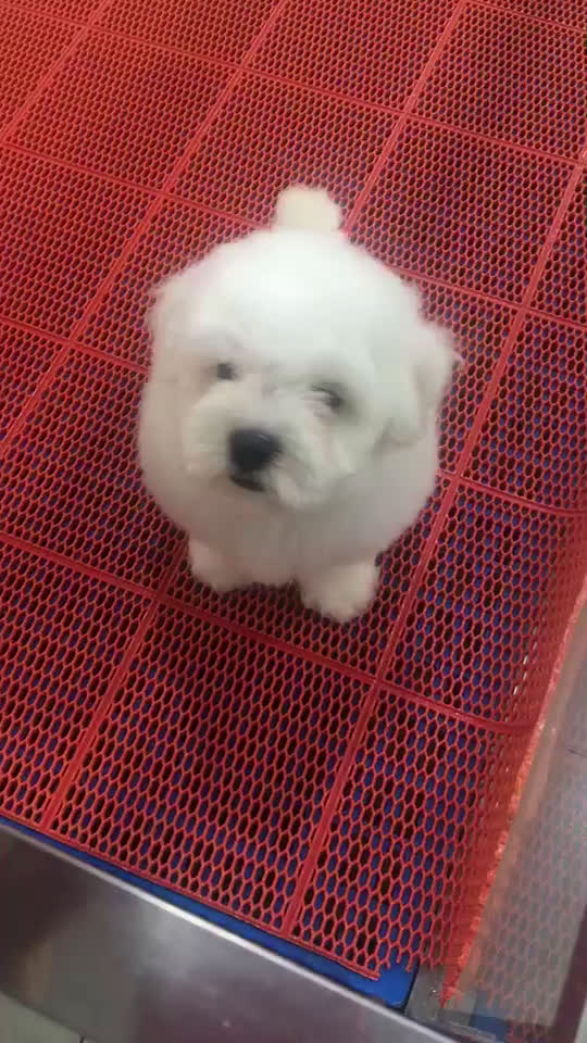 大眼睛甜美脸型法系小体大毛量纽扣眼比熊幼犬包健康
