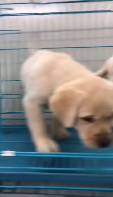 自家拉布拉多宠物狗出售狗狗转让可上门签协议纯保健康