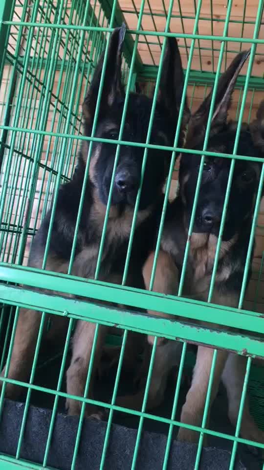 北京德國牧羊犬狗場【純種健康保終身】疫苗驅蟲已做齊