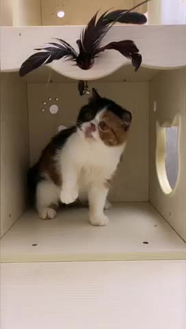 月雅猫屋CFA纯种加菲猫出售 可视频看猫外地可运输