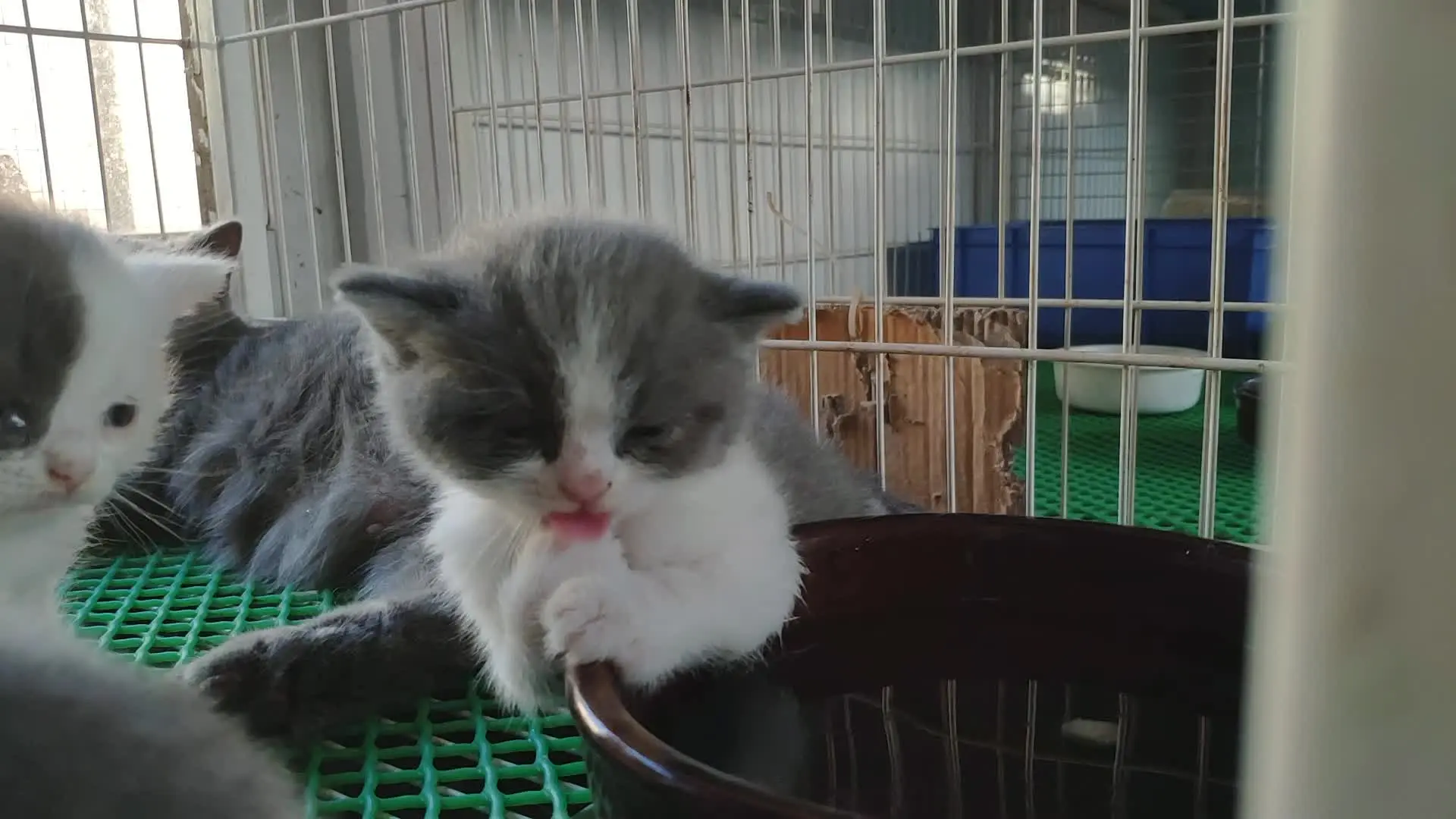 广州本地家庭繁育宠物猫—500—抱回家，品种全，等您挑选，包疫苗包健康