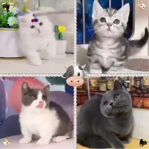 本地猫舍出售高品质宠物猫包健康包纯种