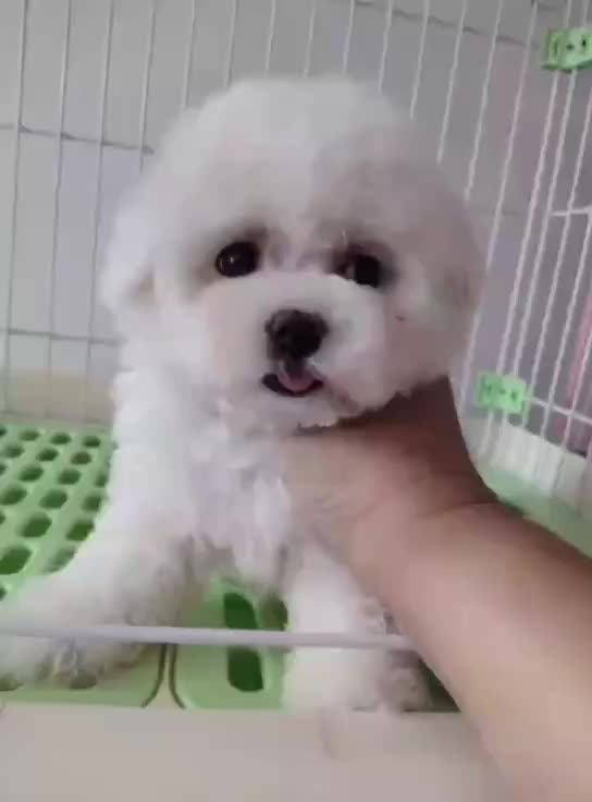 全程實物拍攝比熊犬——全天營業(yè)視頻看狗——種公借配