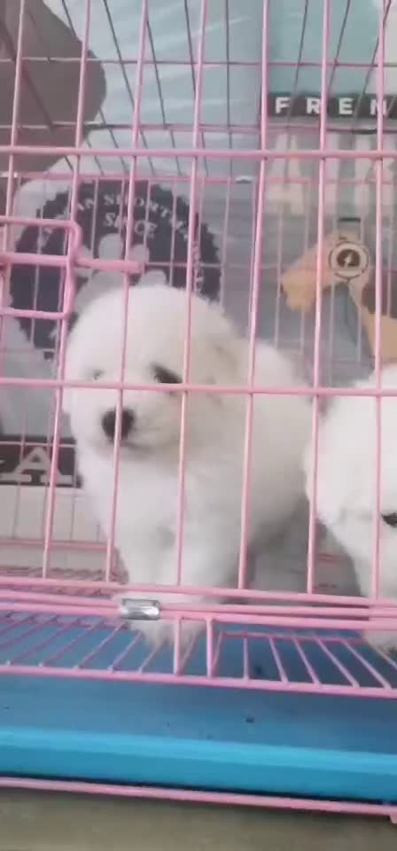 自家比熊宠物狗出售狗狗转让可上门签协议纯种保健康