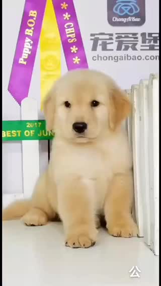 本地犬舍，各类名犬，签协议活，可送上门